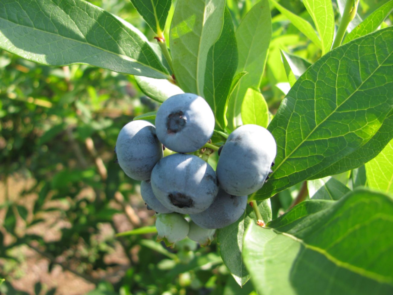 予約販売】二戸産ブルーベリー※受付終了 | 季節商品,ブルーベリー | な