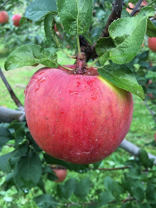 ���崰���դȤ餺������