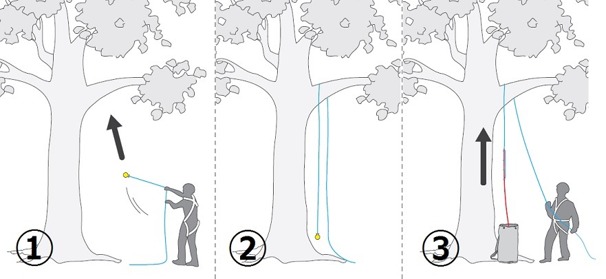 NR ツリーライン イザナス