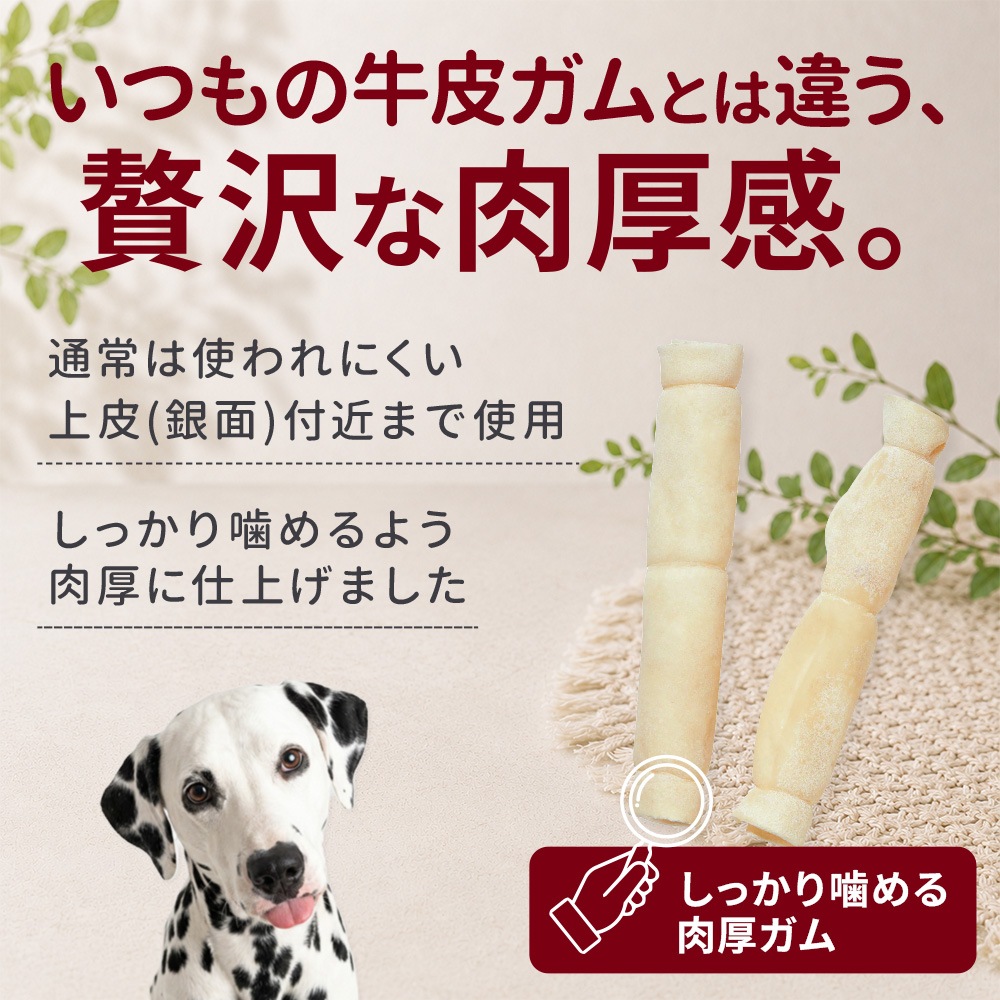 �񻺵��饬�� ������ 2�������֥ǥ󥿥륱�����ݡ��ȡס�̵ź�á�̵�忧��
