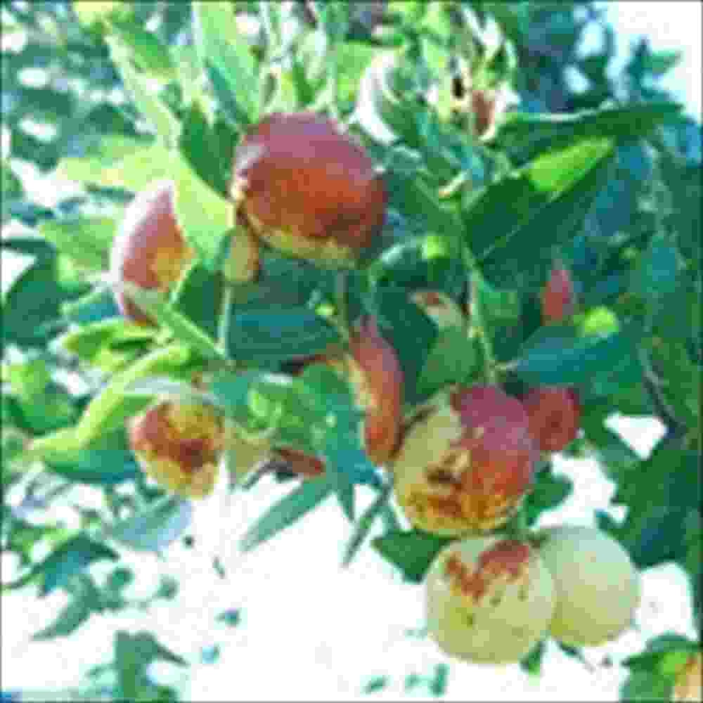 θȸϴʤĤդΤ㡡5ꡡ2ޥåȡPOWER OF FOODջ