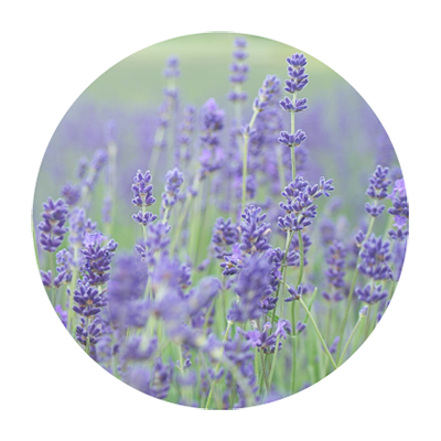 VinX �����ޥ֥���No.11