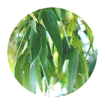 VinX�ʥ����󥯥��� �����ޥ֥���No.118��