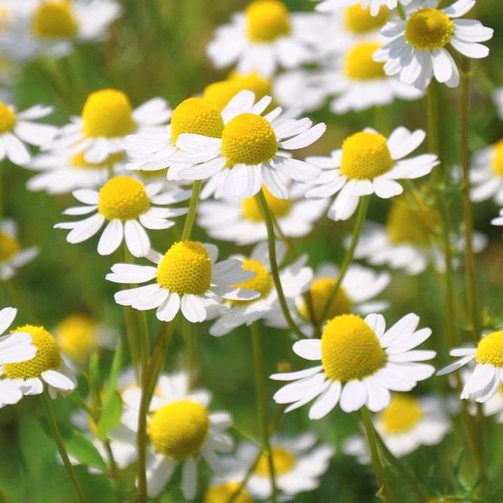 롼 ߡ륦ʿ14ޤ¨ȯ 100ml