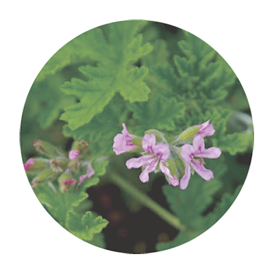 VinX �ʥ����󥯥��˥����ޥ֥���No.148��