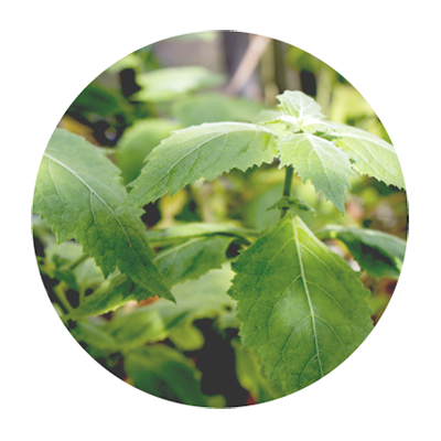 VinX �����ޥ֥���No.69