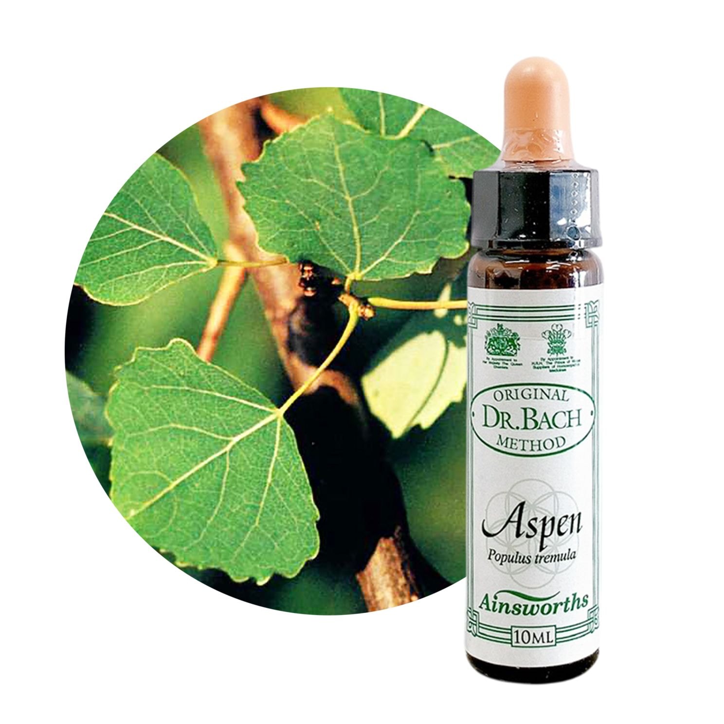 アスペン10ml[Aspen]