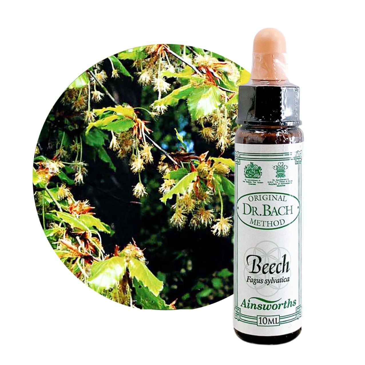 ビーチ10ml[Beech]
