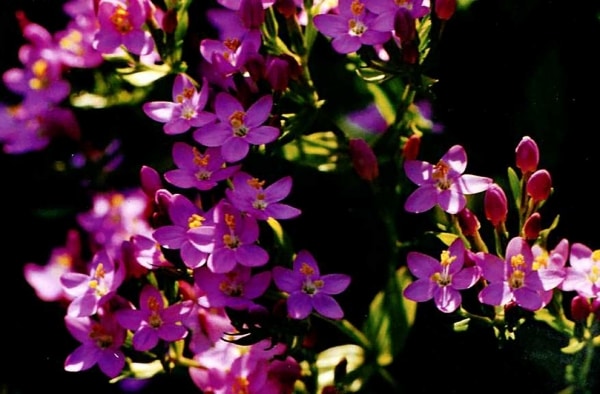 セントーリー10ml[Centaury] | ブランド一覧,エインズワースバッチ