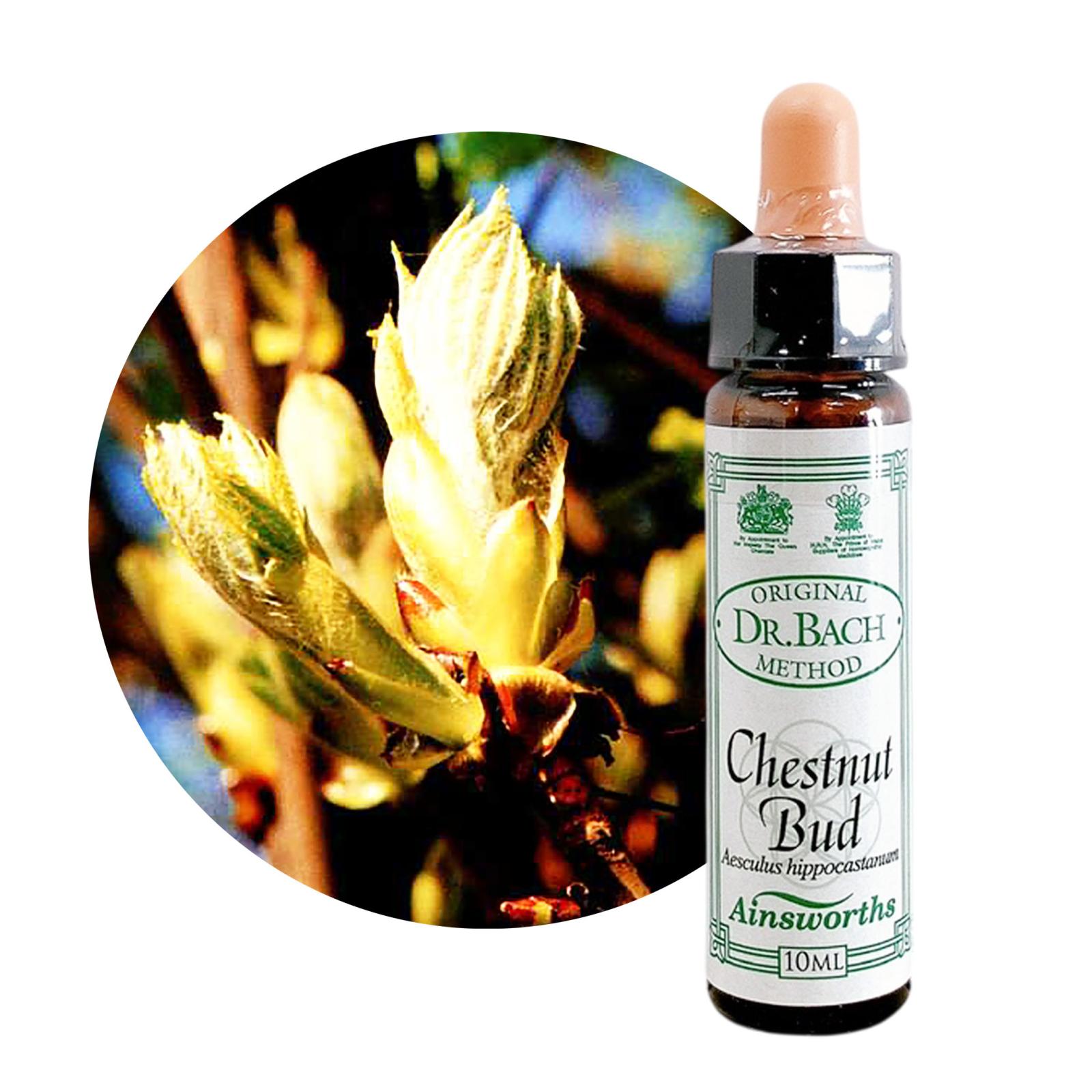 チェストナットバッド10ml[Chestnut Bud]