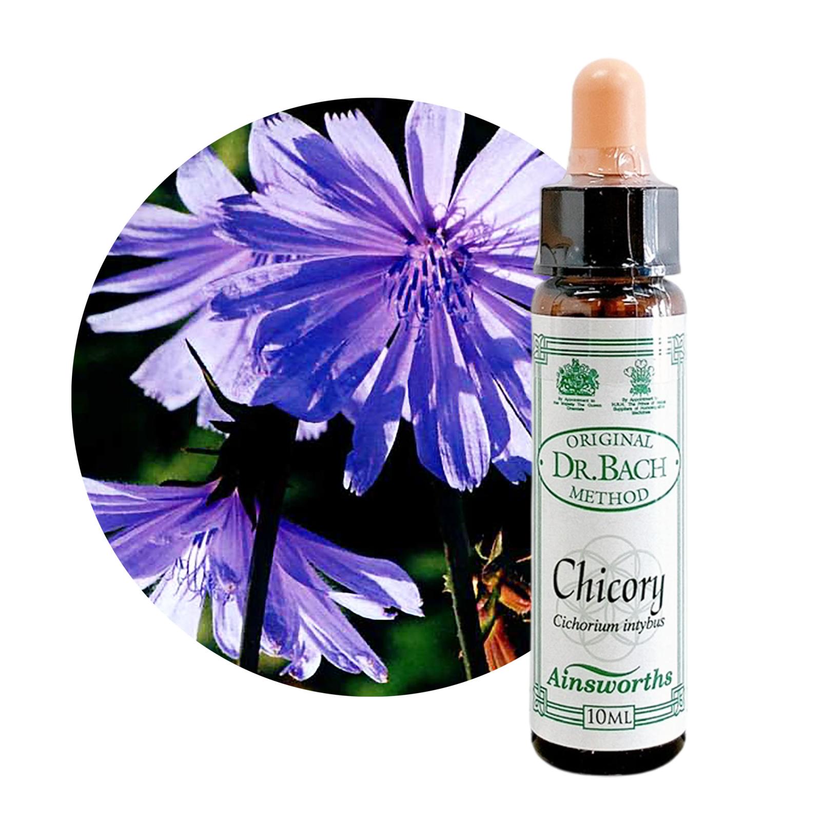 チコリー10ml[Chicory]