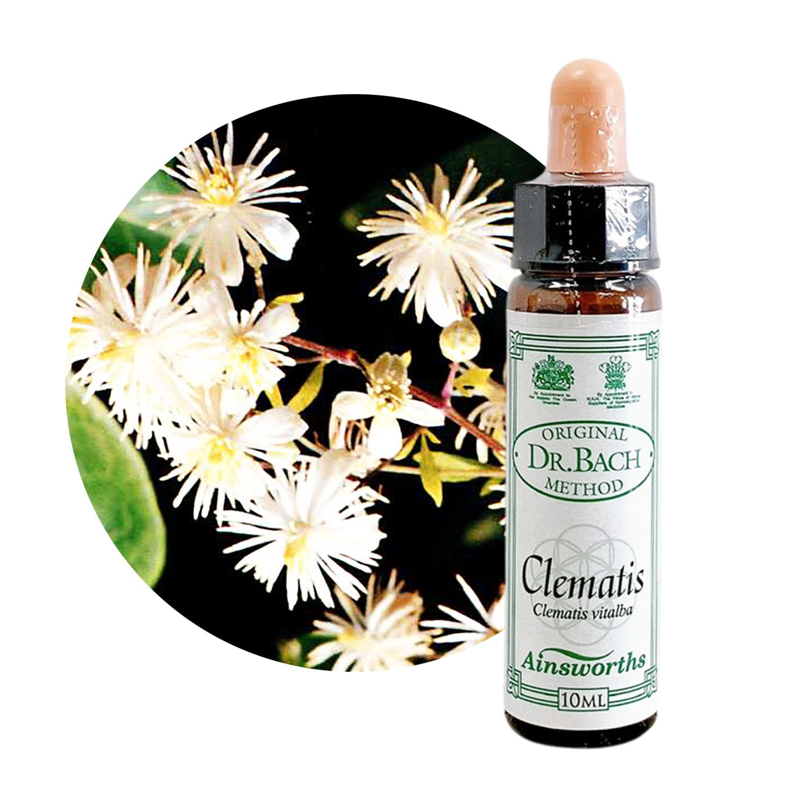 クレマチス10m[Clematis]