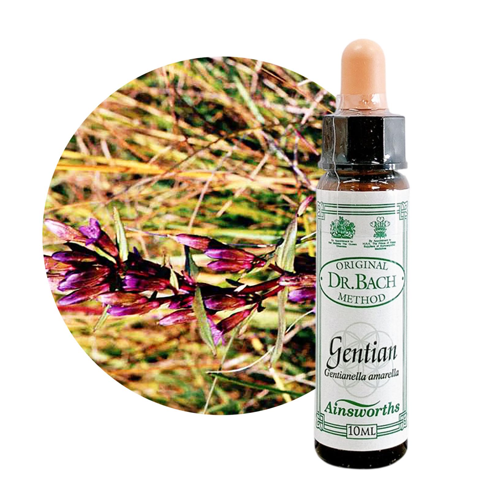 ゲンチアナ10ml[Gentian]