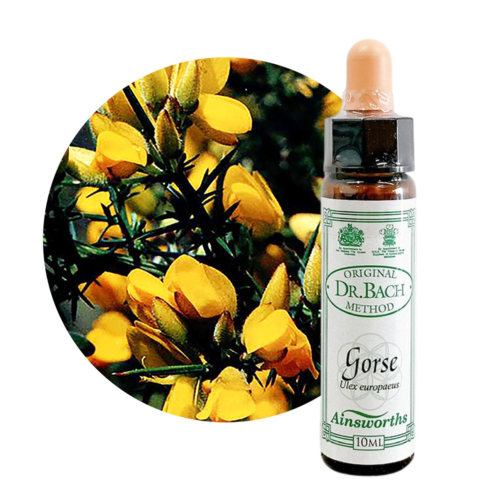 ゴース10ml[Gorse]