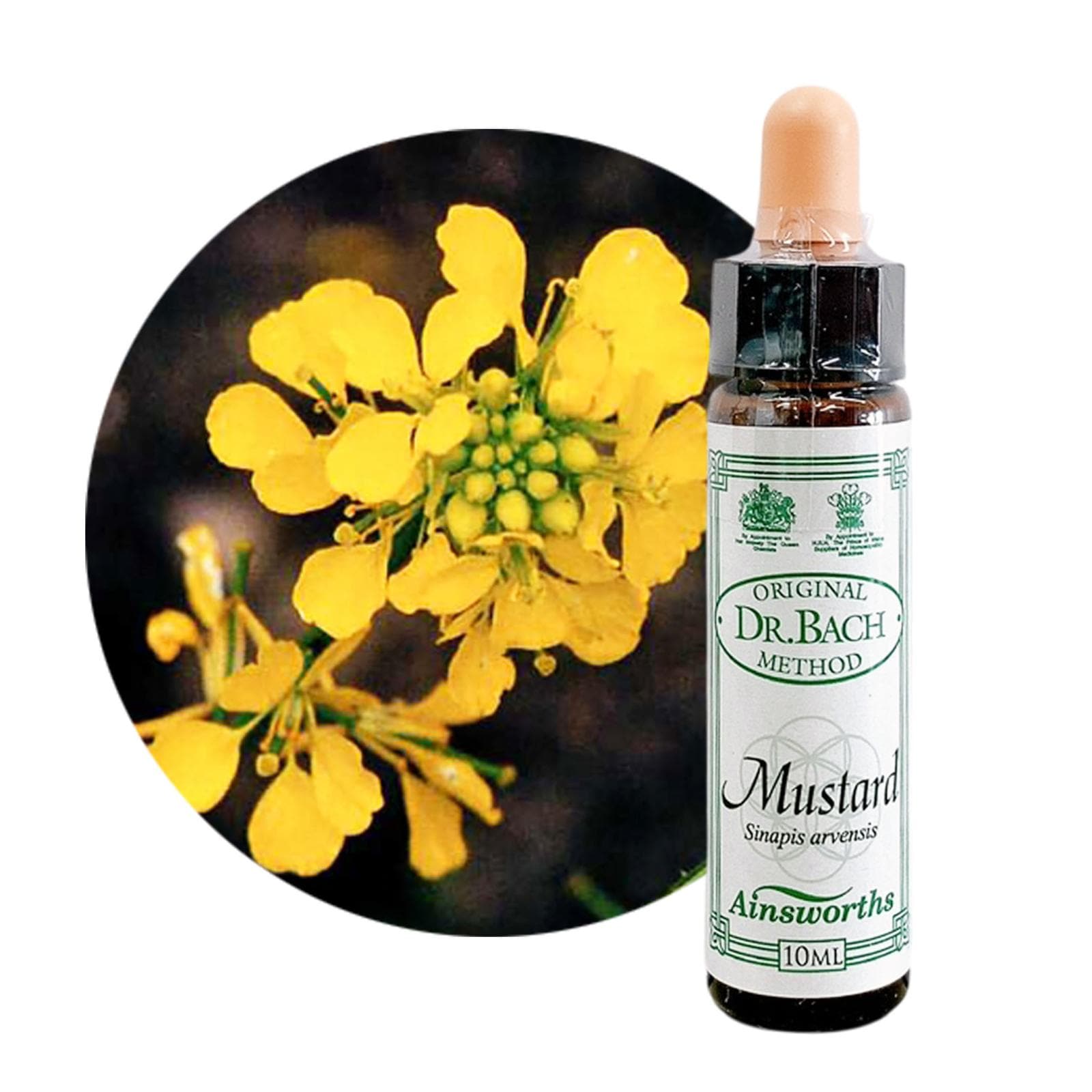 マスタード10ml[Mustard]