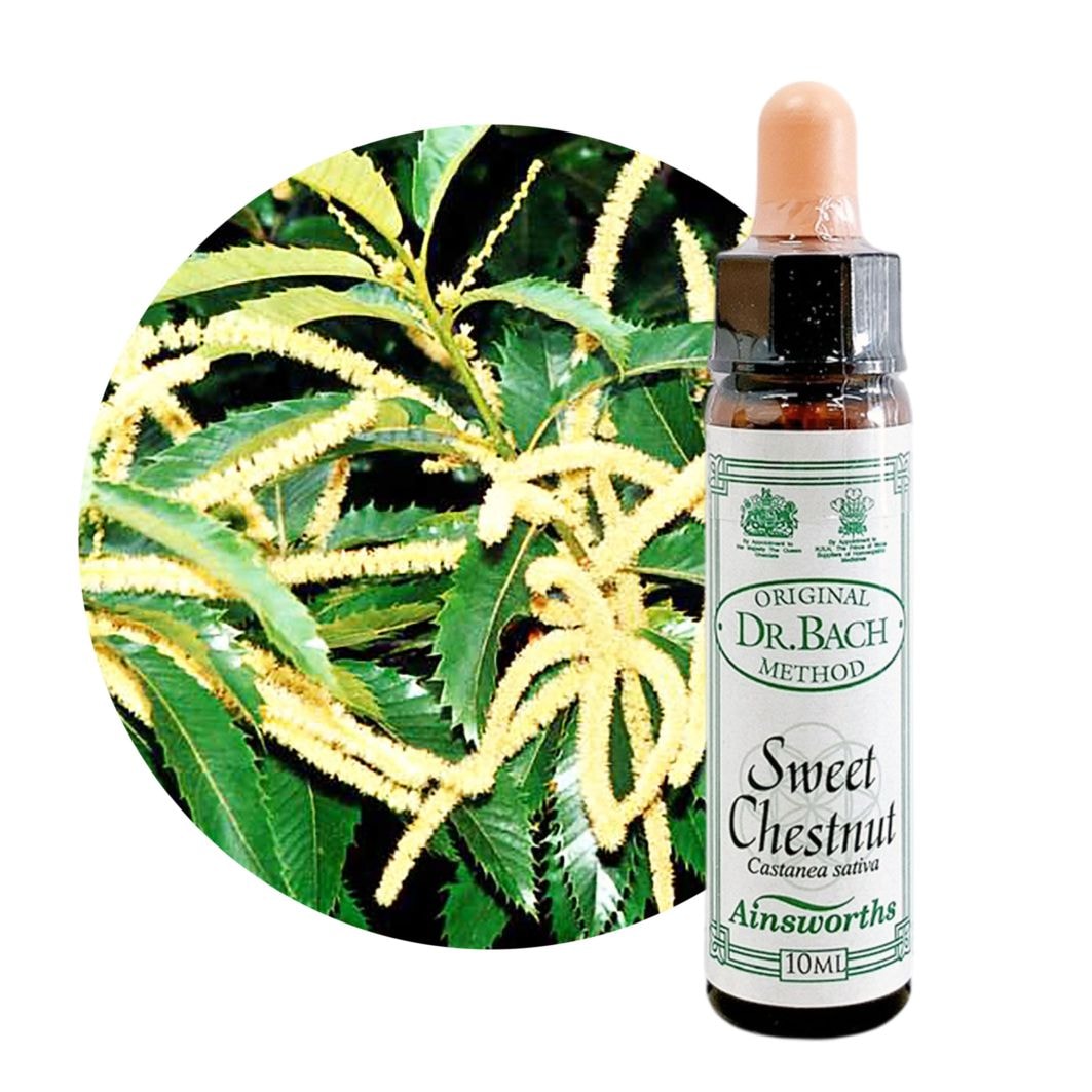 スイートチェストナット10ml[Sweet Chestnut]