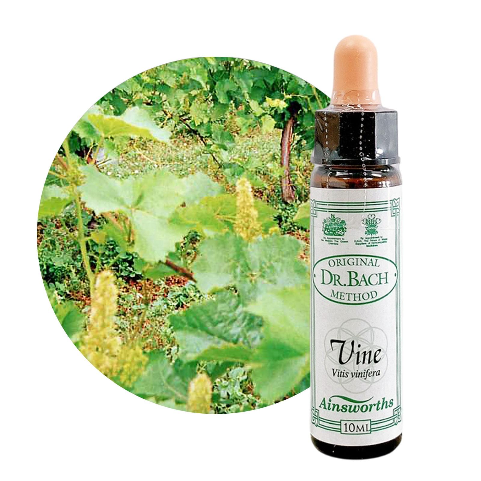 ヴァイン10ml[Vine]