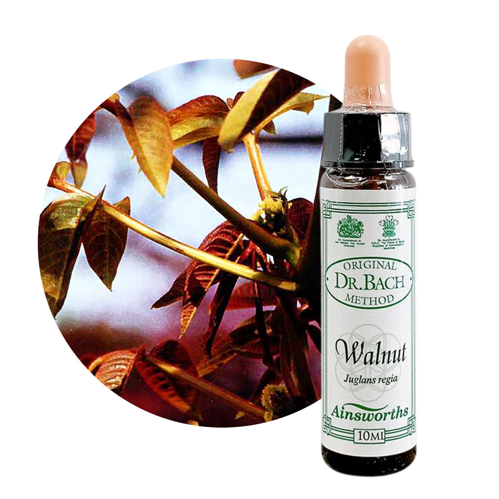 ウォールナット10ml[Walnut]