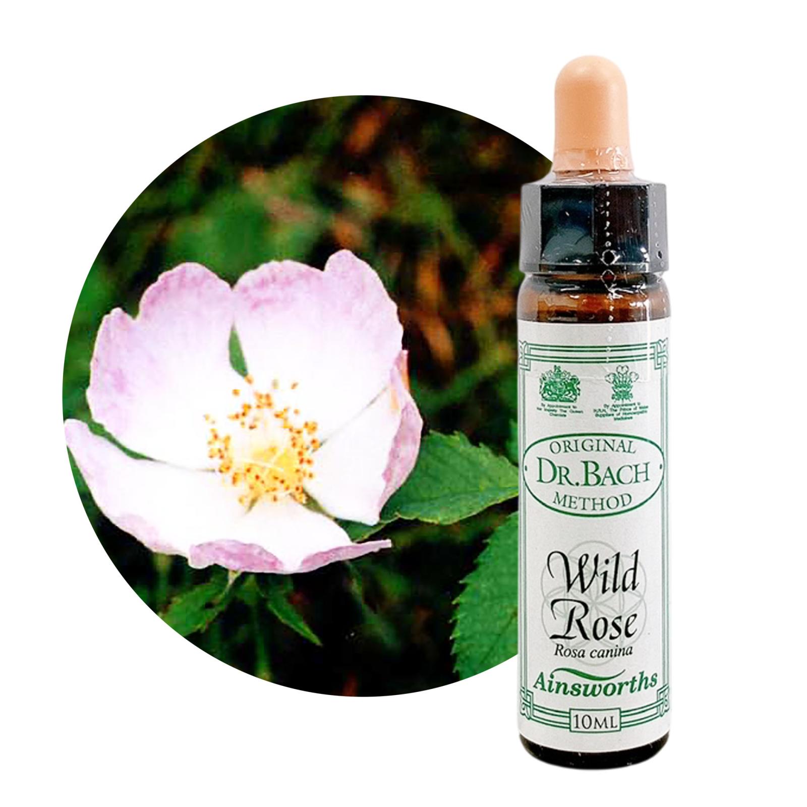 ワイルドローズ10ml[Wild Rose]