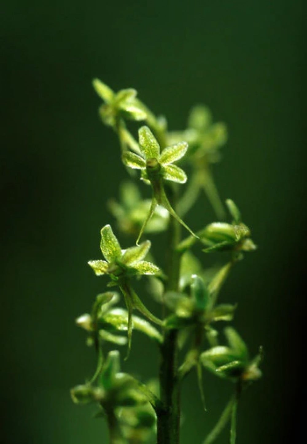 ツンドラツウェイブレード[Tundra Twayblade] | ブランド一覧
