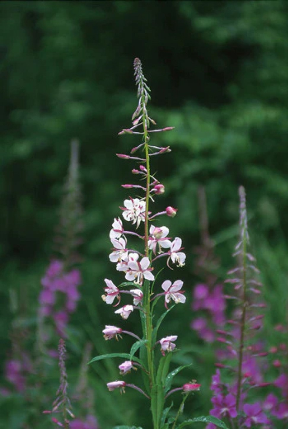 ホワイトファイヤーウィード[White Fireweed] | ブランド一覧