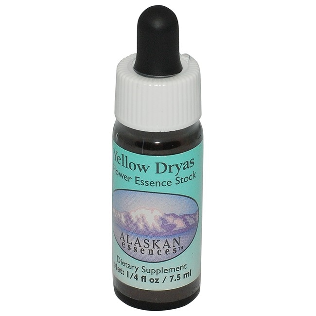 イエロードライアス[Yellow Dryas]