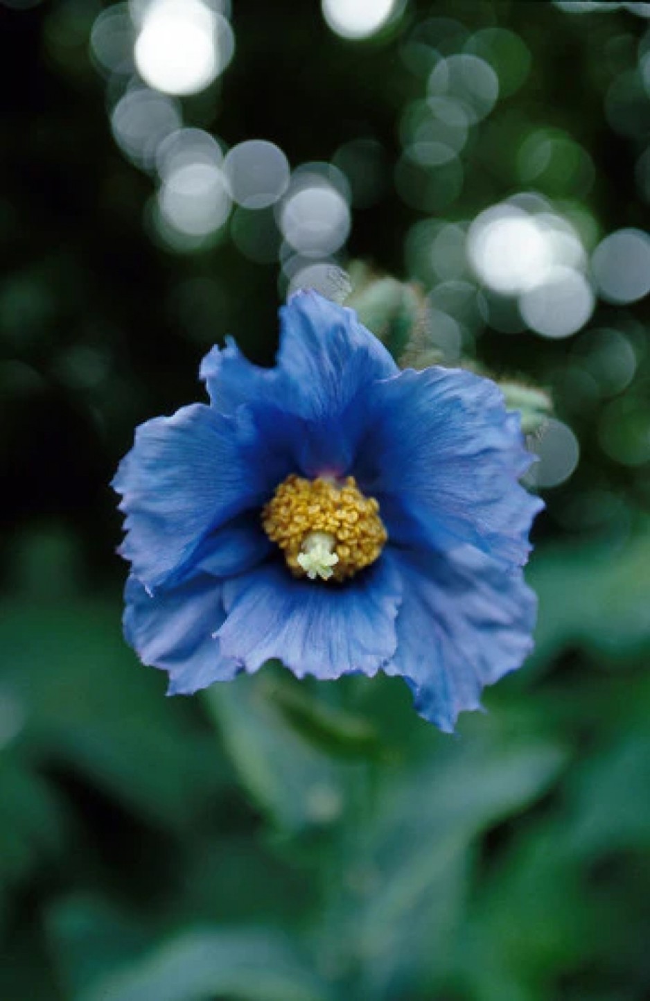 ブルーポピー[Blue Poppy] | ブランド一覧,アラスカンエッセンス