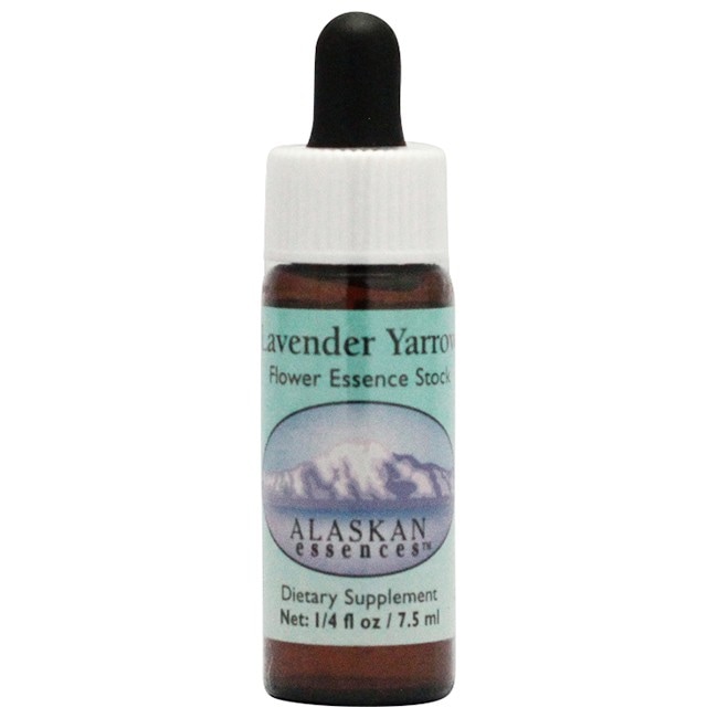 ラベンダーヤロー[Lavender Yarrow]