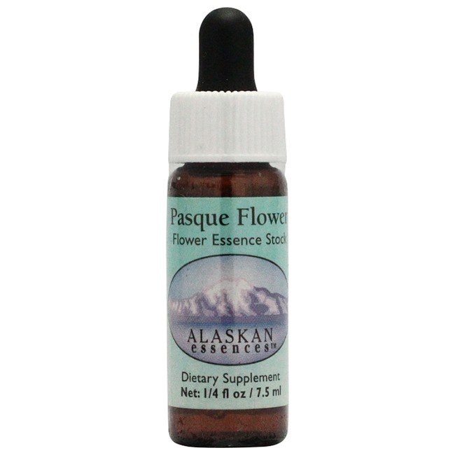 パスクフラワー[Pasque Flower]