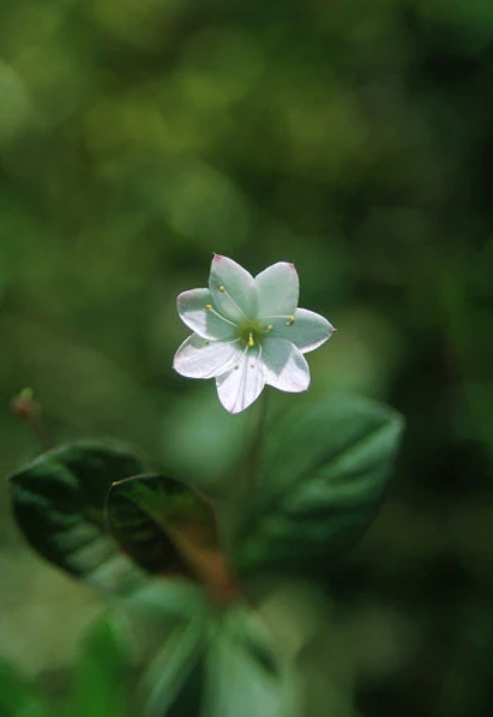 スターフラワー[Starflower] | ブランド一覧,アラスカンエッセンス