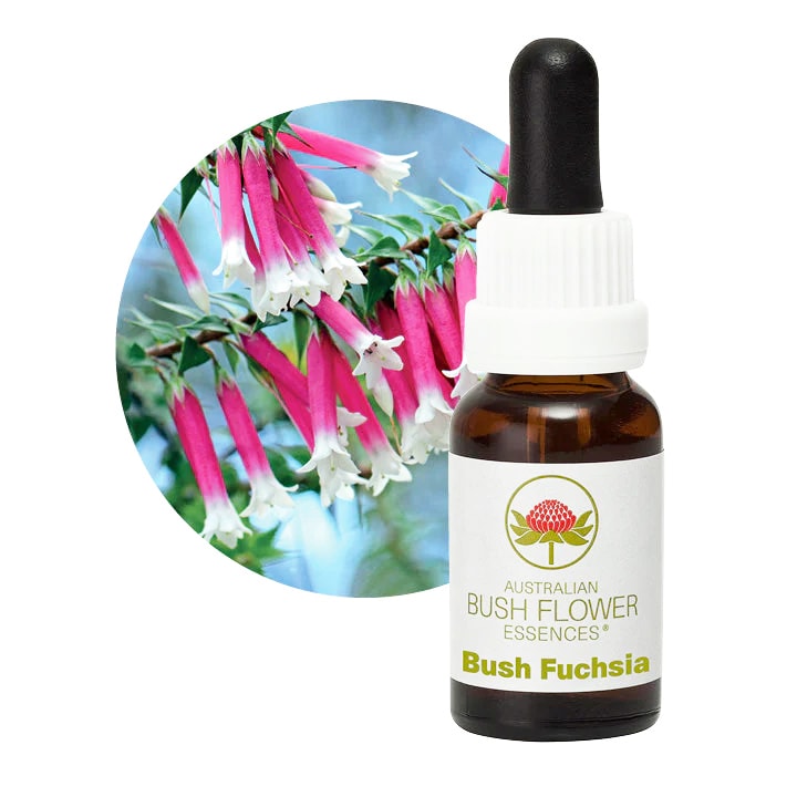 ブッシュフューシャ[Bush Fuchsia]