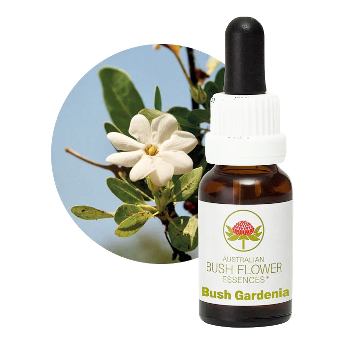 マクロカーパ[Macrocarpa] | ブランド一覧,オーストラリアンブッシュ