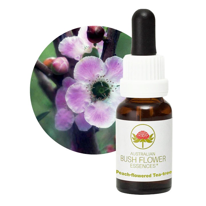 ピーチフラワードティーツリー[Peach-Flowered Tea Tree]