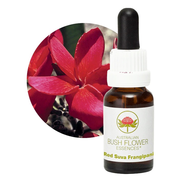 レッドスヴァフランジパニ[Red Suva Frangipani]