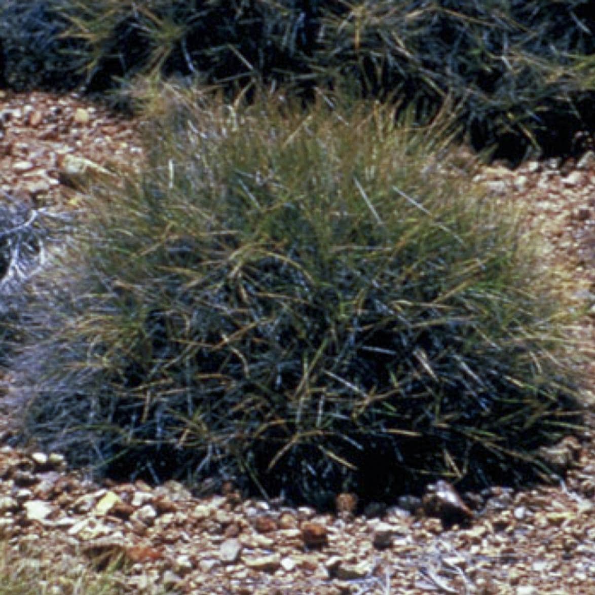 スピニフェックス[Spinifex] | ブランド一覧,オーストラリアンブッシュ