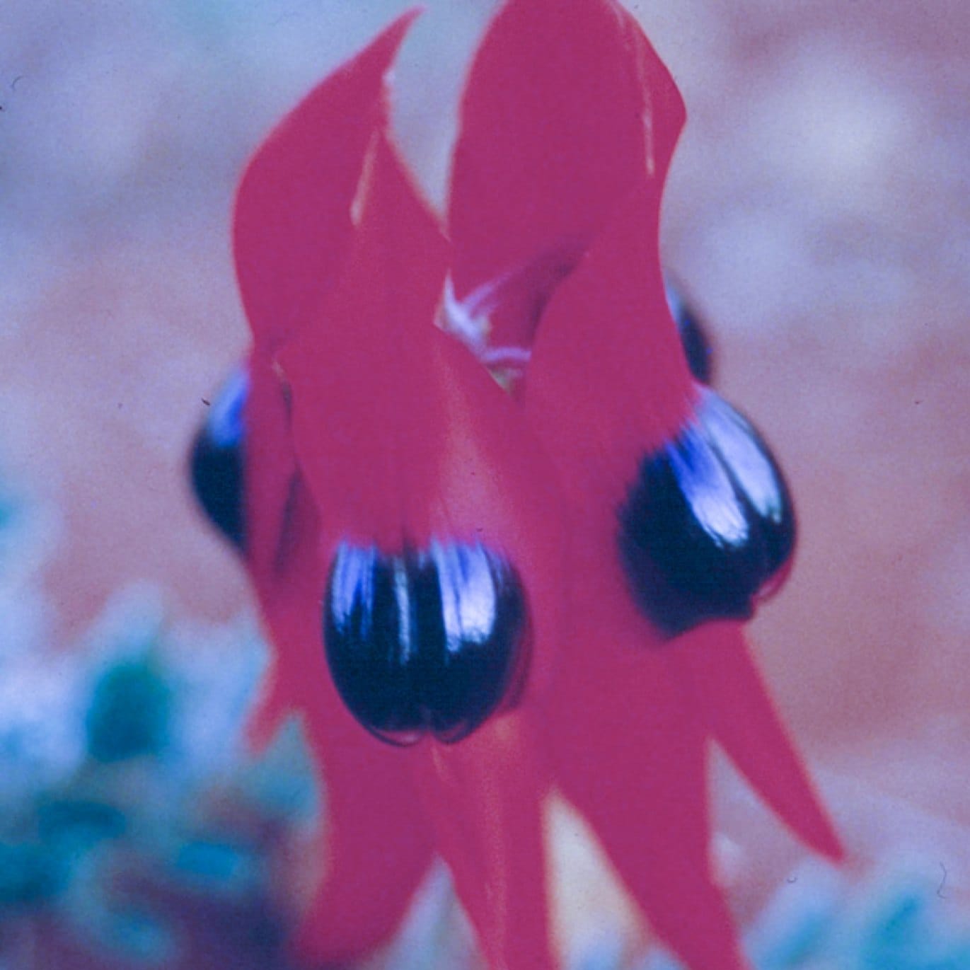 スタートデザートピー[Sturt Desert Pea] | ブランド一覧