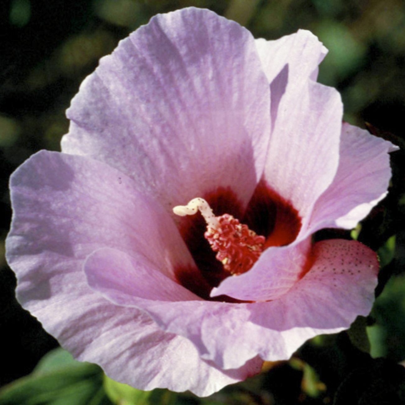 【3本】クロップ#144、238、スタートデザートローズ スタートデザートローズ[Sturt Desert Rose] | ブランド一覧