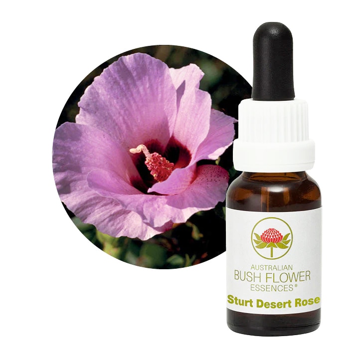 【3本】クロップ#144、238、スタートデザートローズ スタートデザートローズ[Sturt Desert Rose] | ブランド一覧