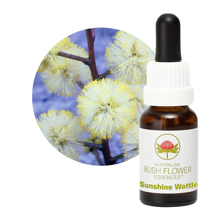 サンシャインワトル[Sunshine Wattle]