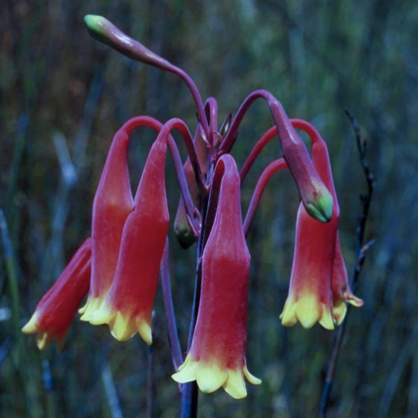 クリスマスベル[Christmas Bell] | ブランド一覧,オーストラリアン