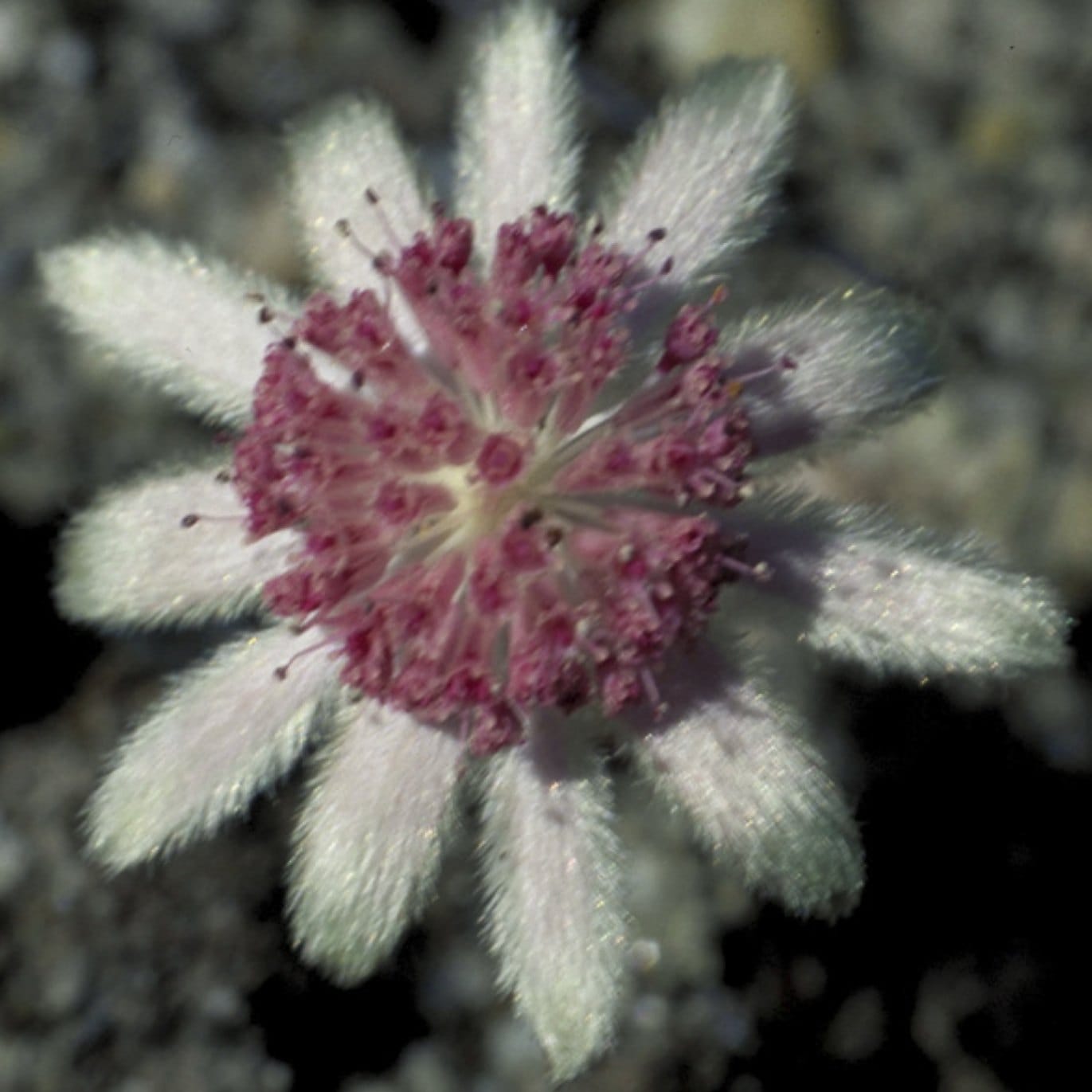 ピンクフランネルフラワー[Pink Flannel Flower] | ブランド一覧