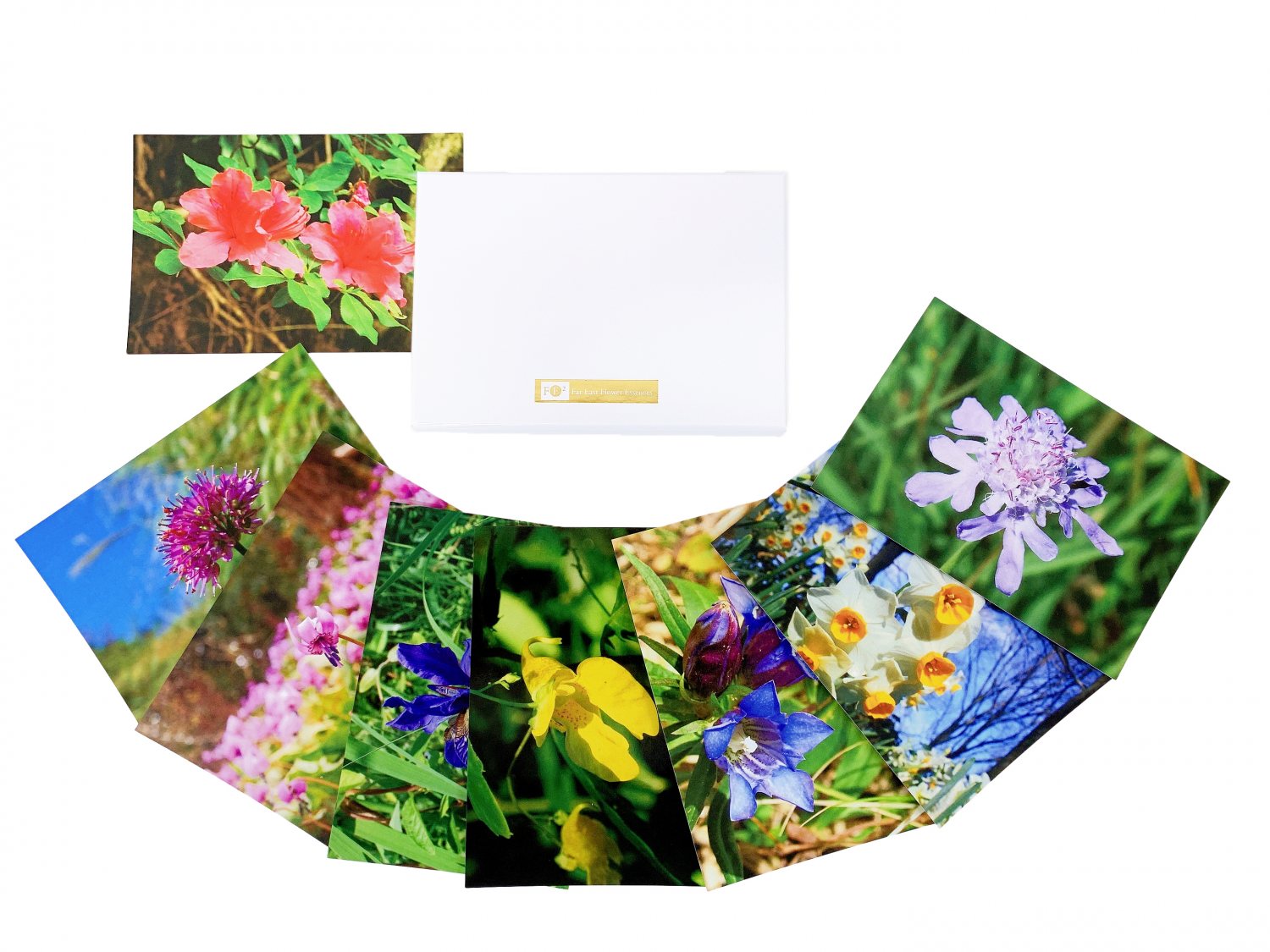 フラワーカード[40 Bach Flower Essence Postcards] | ブランド一覧