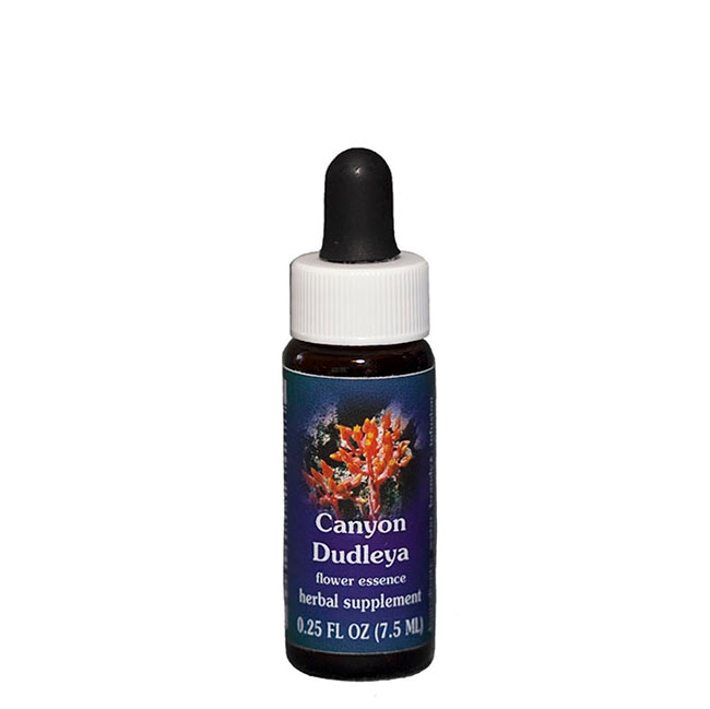 キャニオンダドレア7.5ml[Canyon Dudleya]