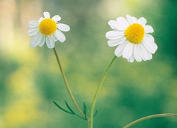 【専用】カモミール[Chamomile]  FES フラワーエッセンス Chamomile | Flower Essence Services
