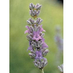コメント必須でお願いします☆ FESフラワーエッセンス7.５㎖サイズ63本☆ ラベンダー7.5ml[Lavender] | ブランド一覧,FESフラワーエッセンス,北