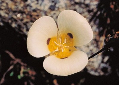 マリポサリリー7.5ml[Mariposa Lily] | ブランド一覧,FES