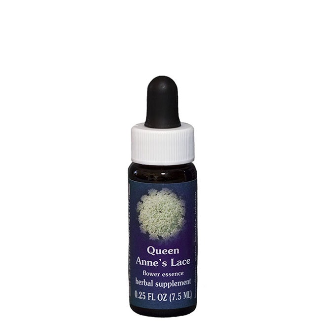 クイーンアンズレース7.5ml[Queen Anne’s Lace]