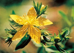 セントジョンズワート7.5ml[Saint John's Wort] | ブランド一覧,FES
