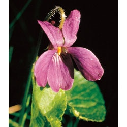 バイオレット7.5ml[Violet] | ブランド一覧,FESフラワーエッセンス,北