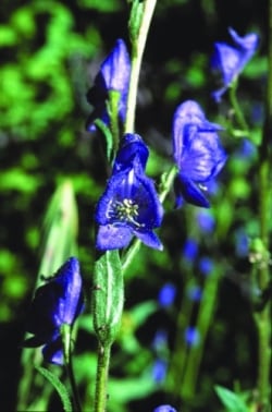 【専用】モンクスフード アラスカンエッセンス フラワーエッセンス　他 モンクスフード7.5ml[Monkshood] | ブランド一覧,FES